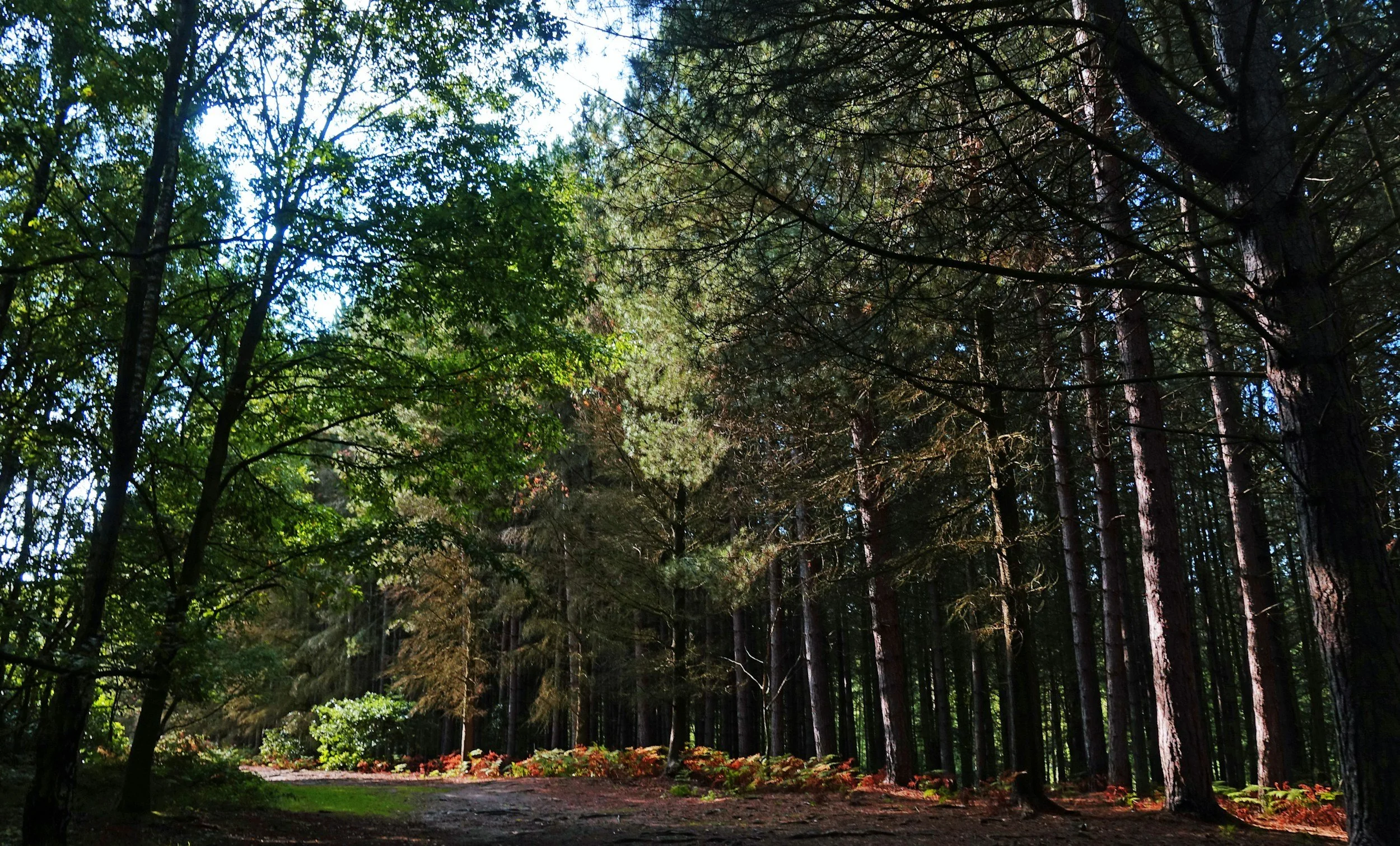 A forest scene with tall trees, green foliage, and a narrow dirt path leading through the woods, sunlight filtering through the leaves.