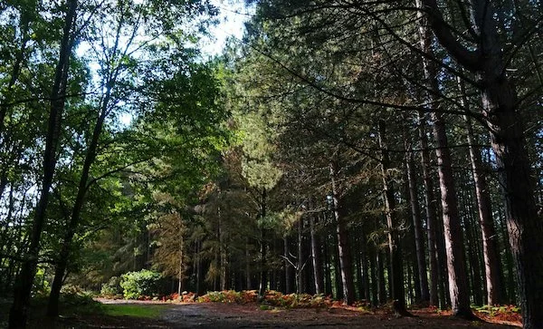 A forest scene with tall trees, green foliage, and a narrow dirt path leading through the woods, sunlight filtering through the leaves.