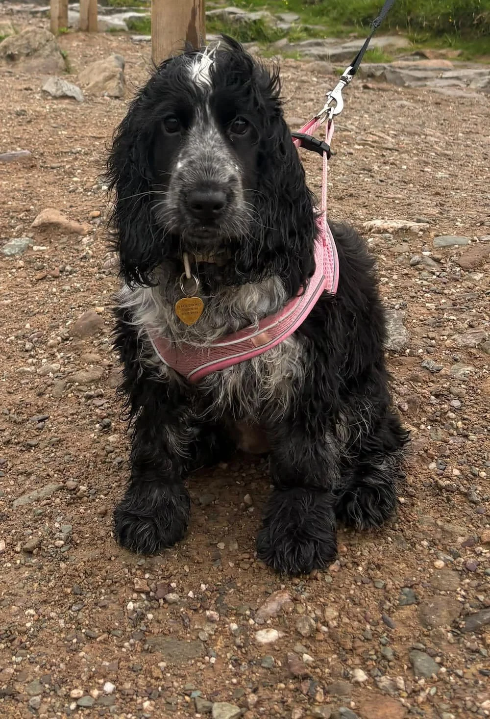 Photo of Ginny, a new P4 Solar dog