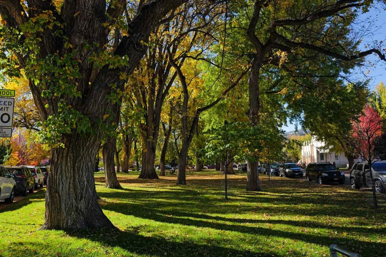 A park with large trees casting shadows on the grassy ground, parked cars along the street, and a building in the background on a sunny autumn day.