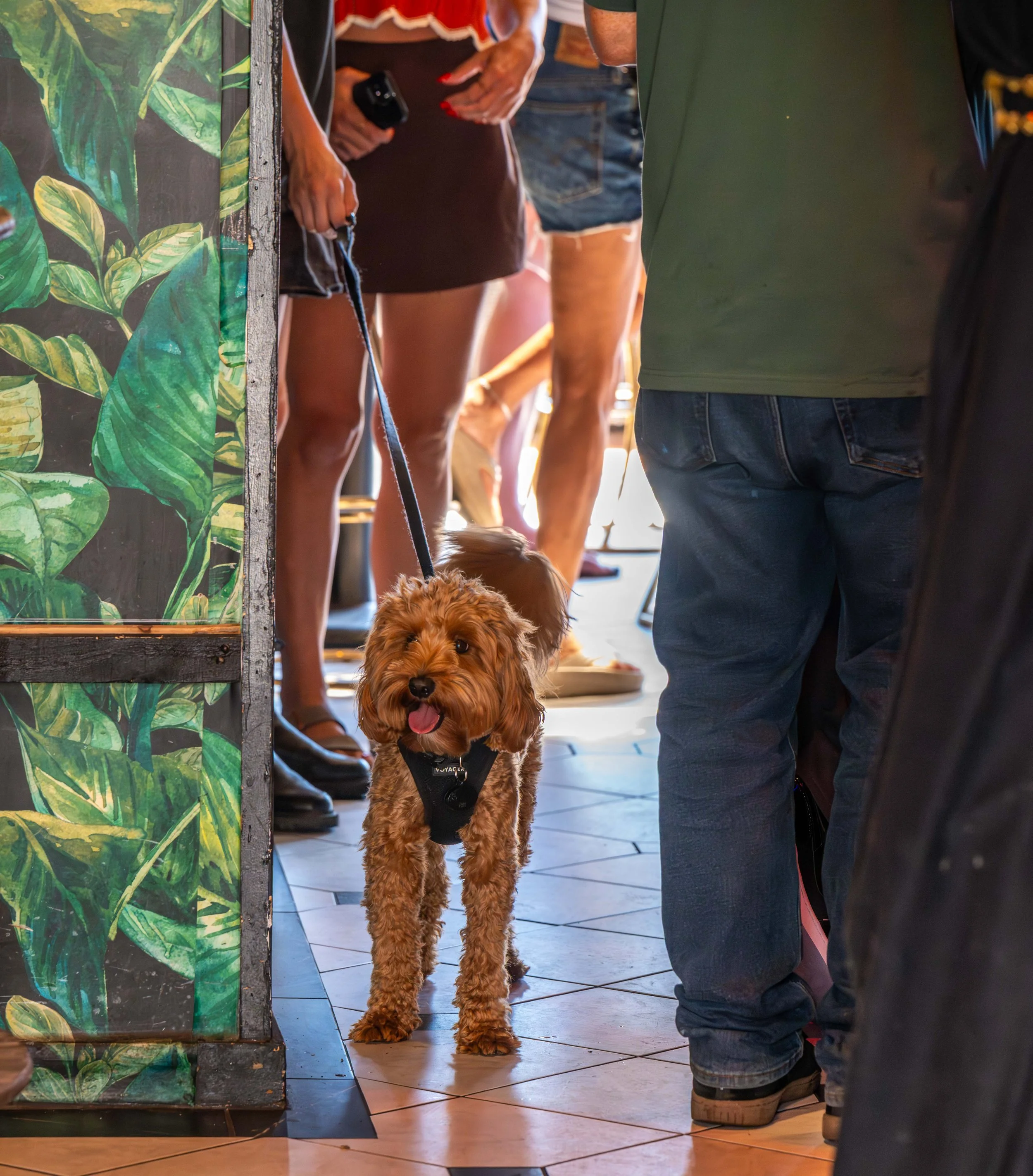 Golden retriever puppy on leash standing indoors among people, near a green wall with leafy pattern, tiled floor, and a person wearing blue jeans and boots.