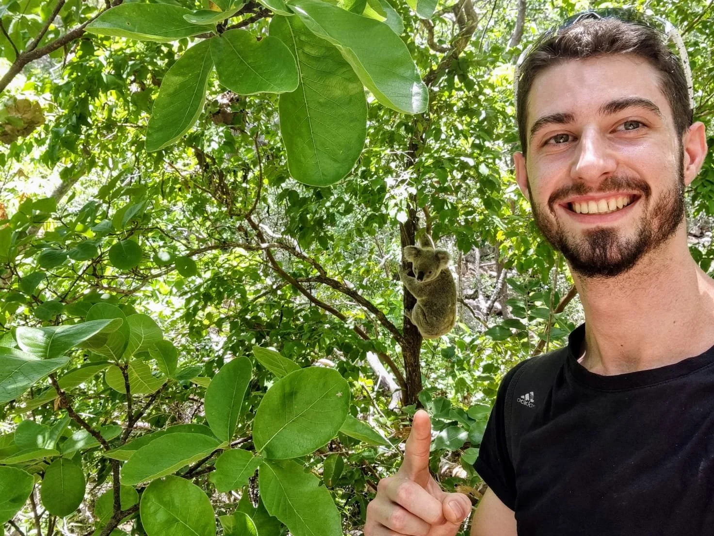A smiling man with short dark hair, beard, and a black Adidas shirt is pointing at a koala bear sleeping on a tree branch amid green leaves.