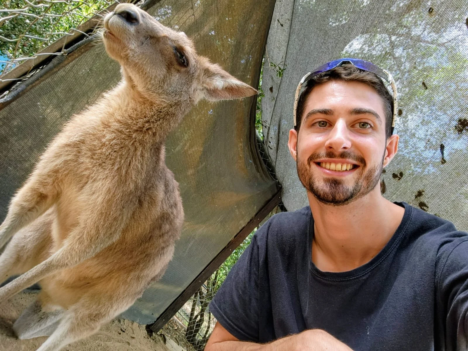 A young man taking a selfie with a kangaroo at a zoo or wildlife park.