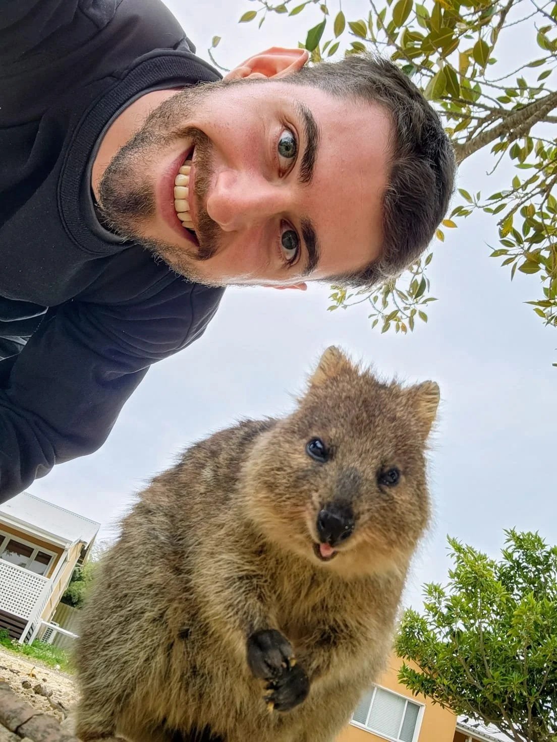 Close-up selfie of a man smiling with a small wombat in the foreground, outdoors near trees and buildings.