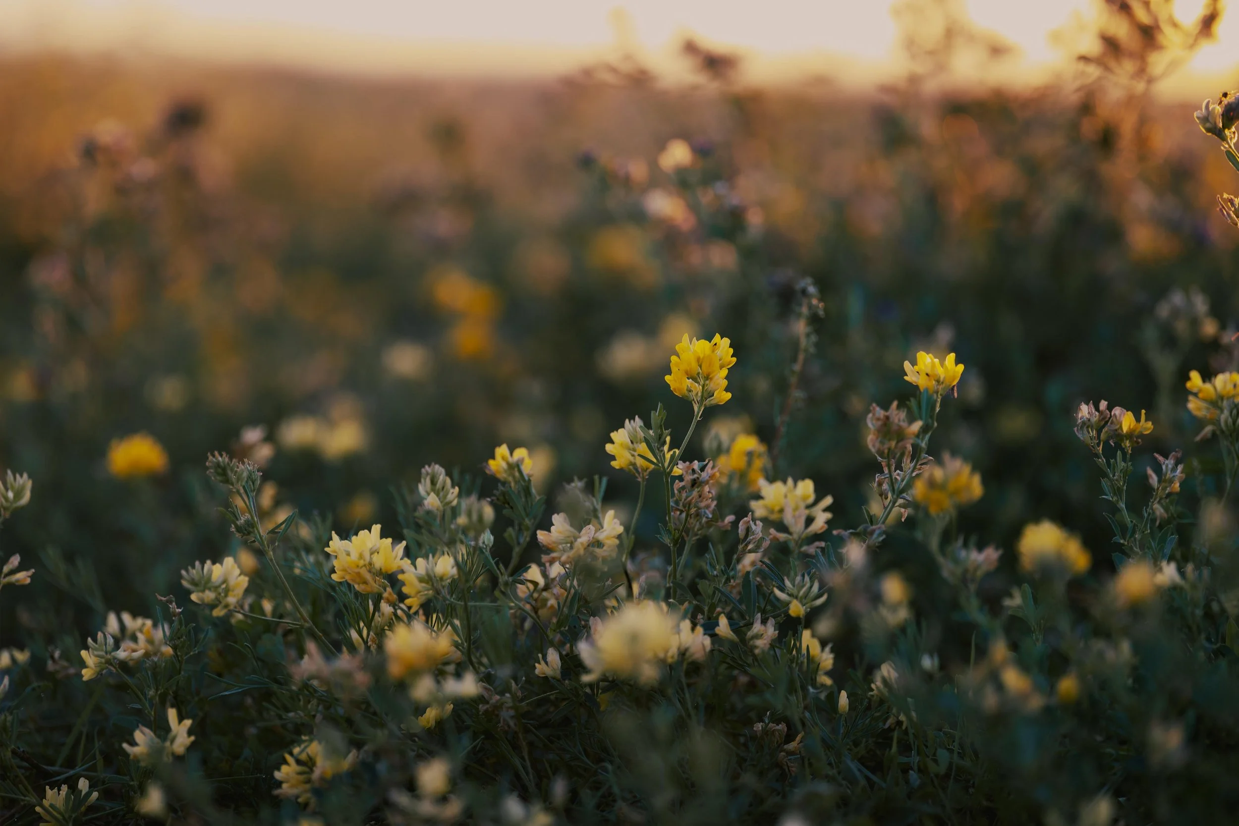 soft wildflowers during sunset, reflecting calm therapy approach