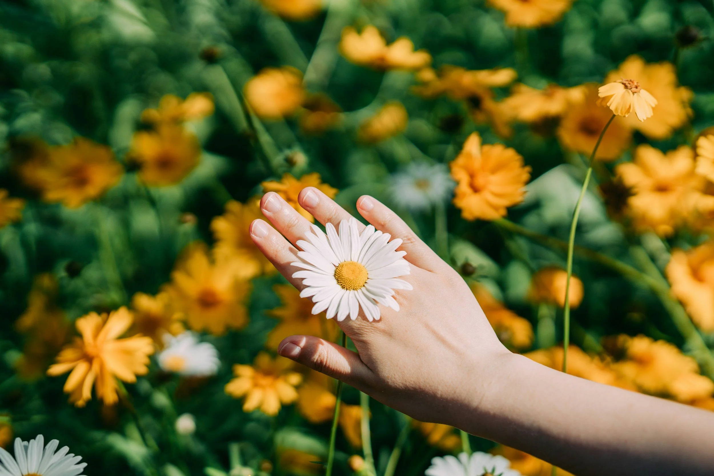 a hand holding a daisy