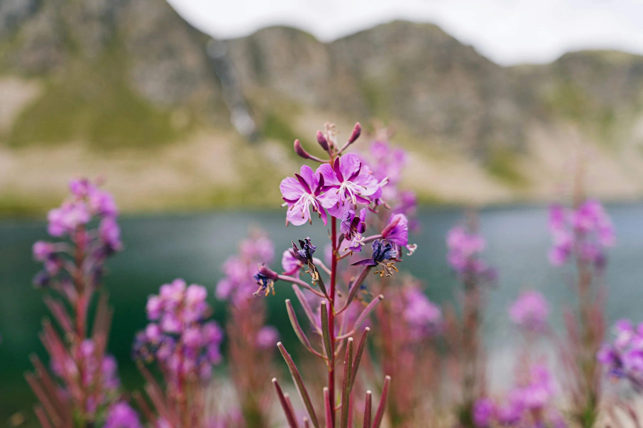 close up of a purple flower in a mountain scene