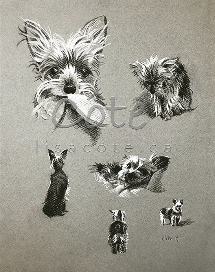 Yorkie Yorksire Terrier Vingnettes Conté on Paper Pet Portrait