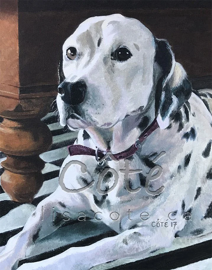 Dalmation Dog Pet Portrait