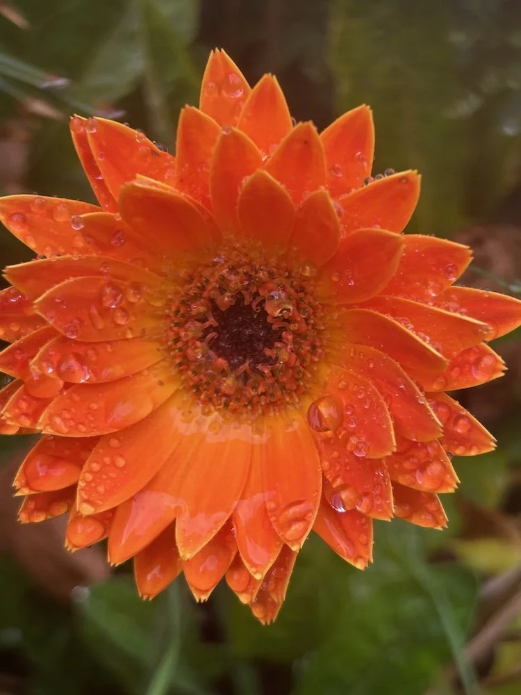 Vermillion-colored flower covered in dew. Says 'Events'.