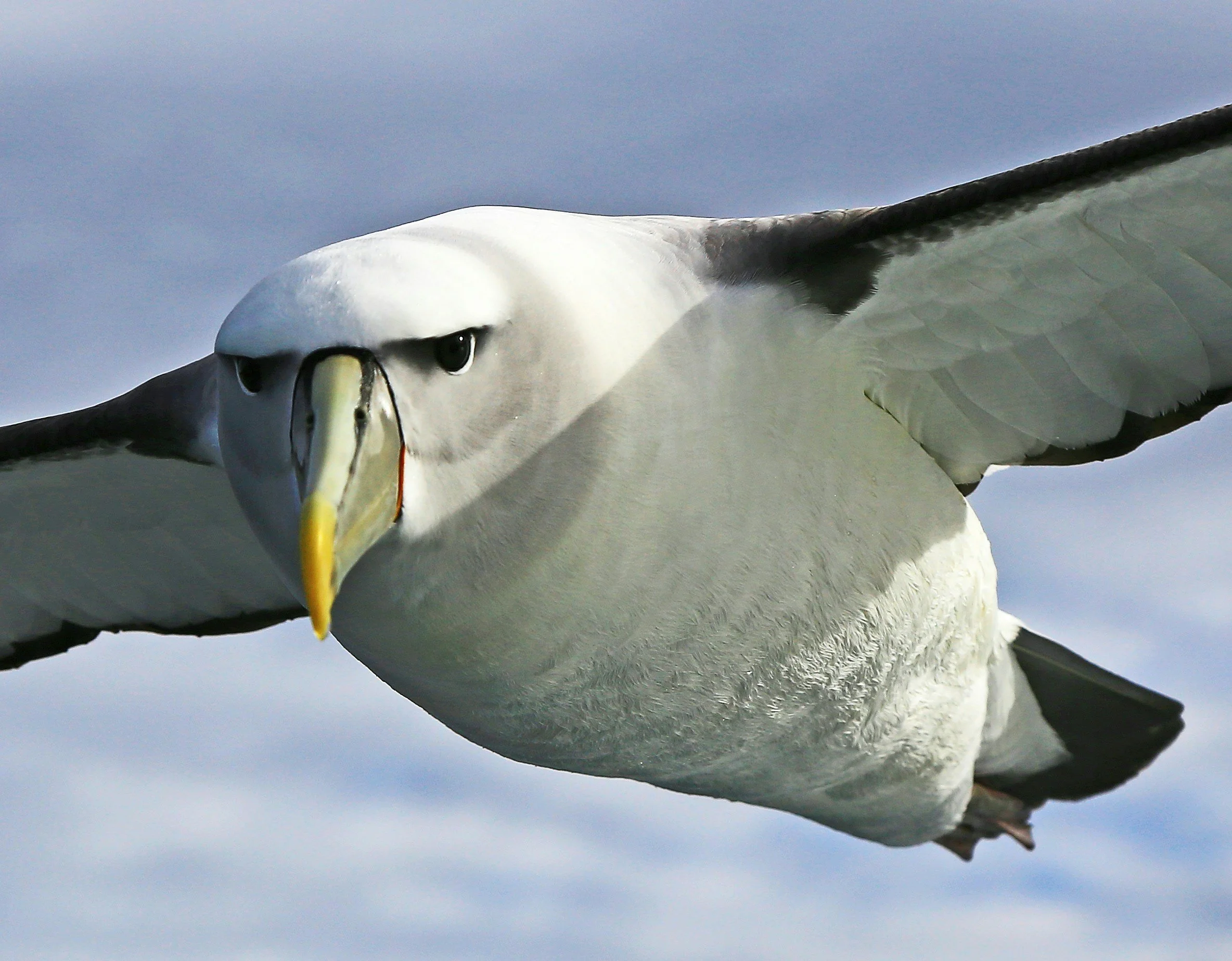 Soul Liberation Academy White Bird in flight