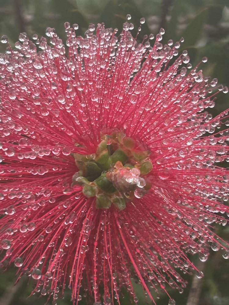 Hot pink flower covered in dew. Says 'Sound Healing'