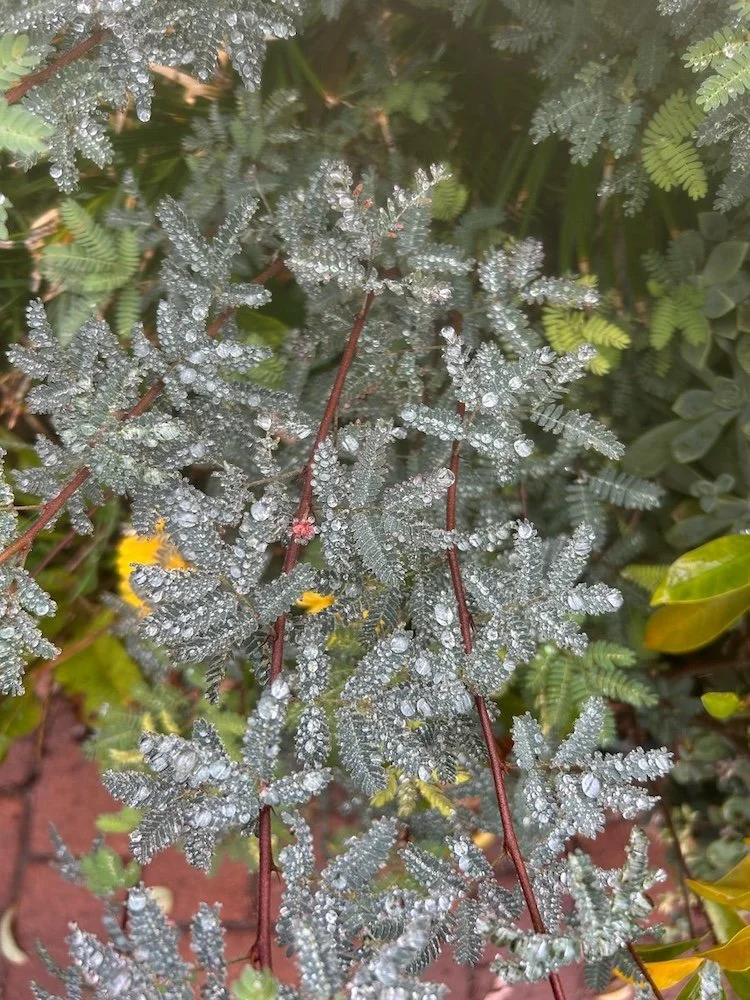 Dew-covered silvery-green plant among greenery. Says 'Soul Restoration'