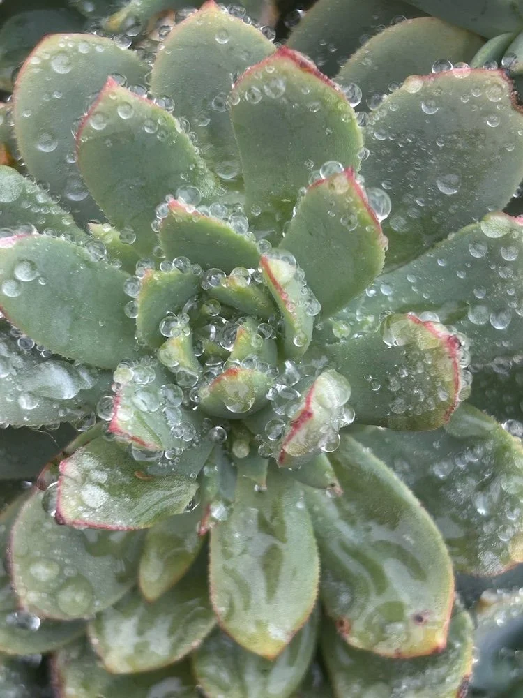 Green succulent covered in dew. Says 'Reiki'