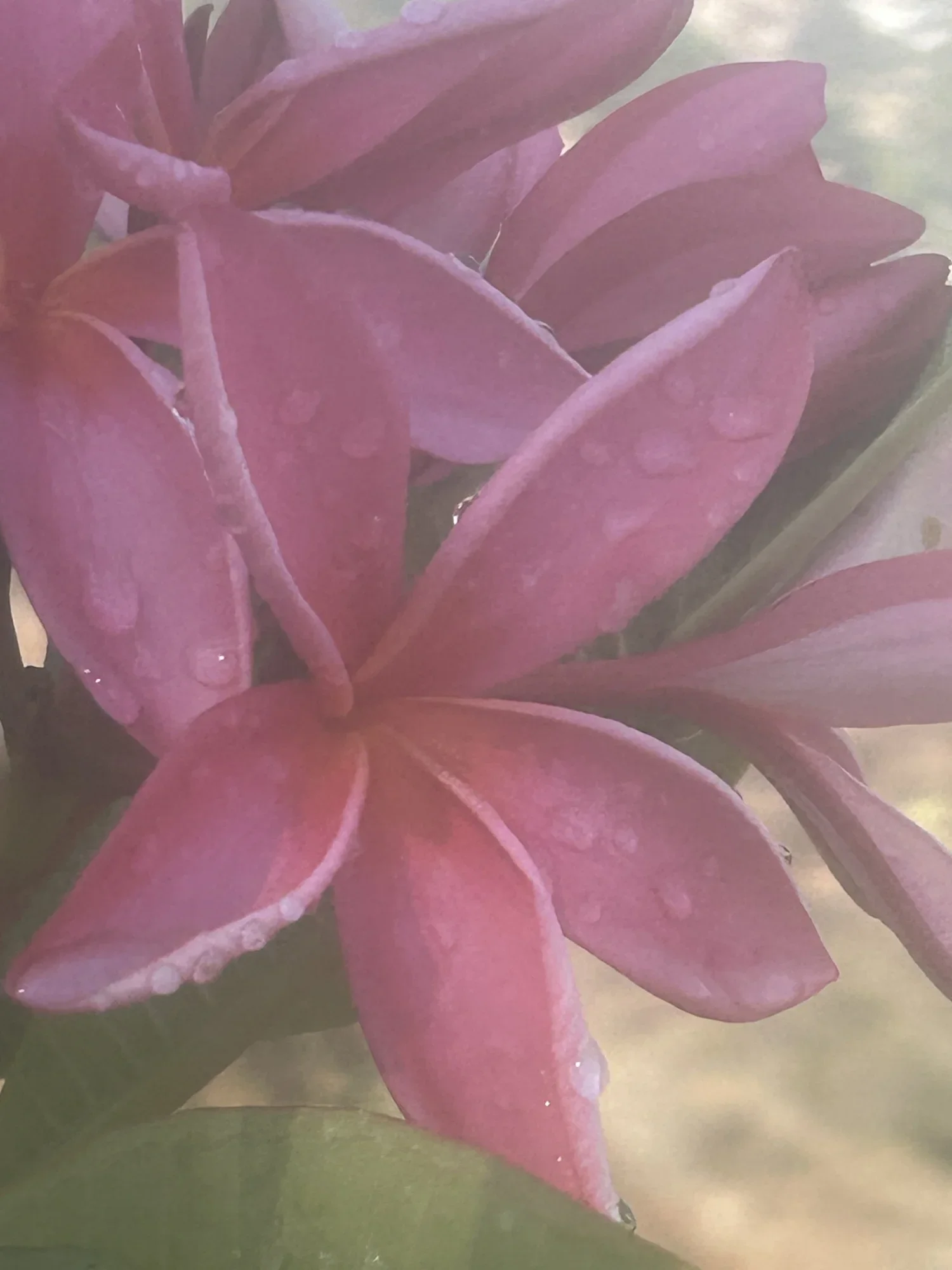 pink plumeria blossoms with dew drops