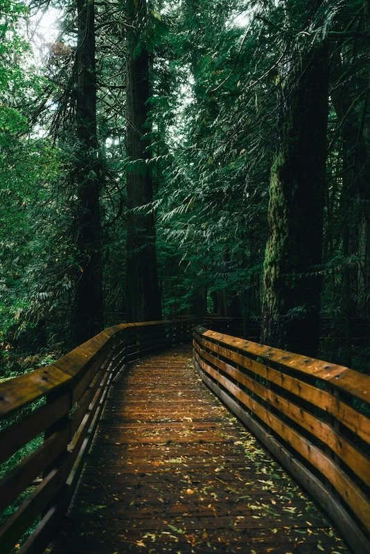 Wood walkway with side rails leading into the deep, green forest