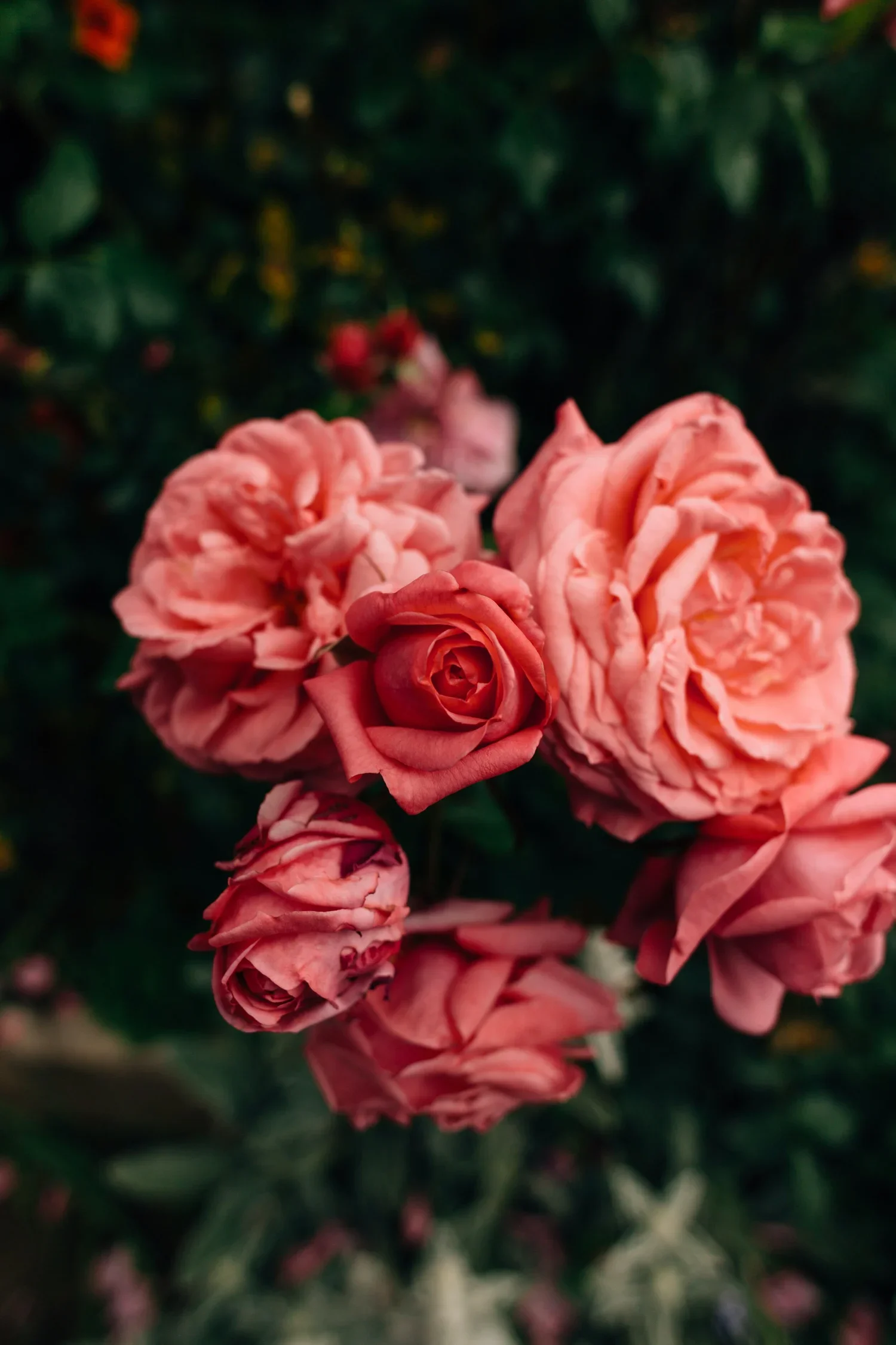 pink roses in bloom with greenery in the blurred background