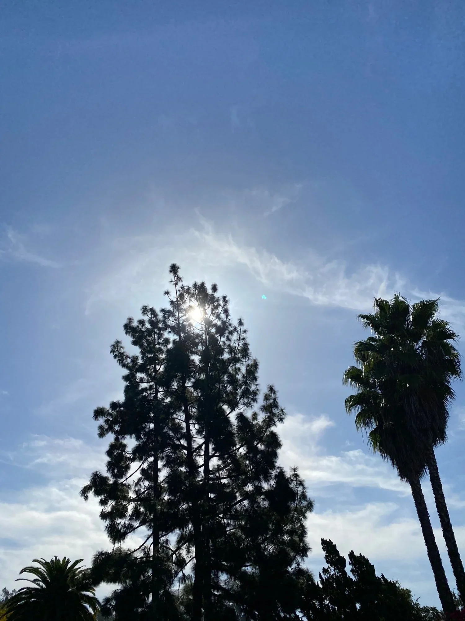 sunlight  behind pine and palm trees with blue sky and wispy clouds
