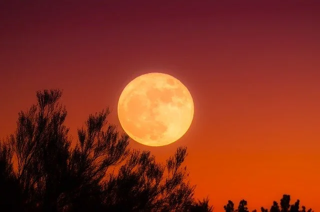 full moon with orange background with tree branches