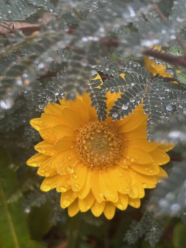 Bright golden yellow flower nestled into dewy greenery. Says 'Coaching'