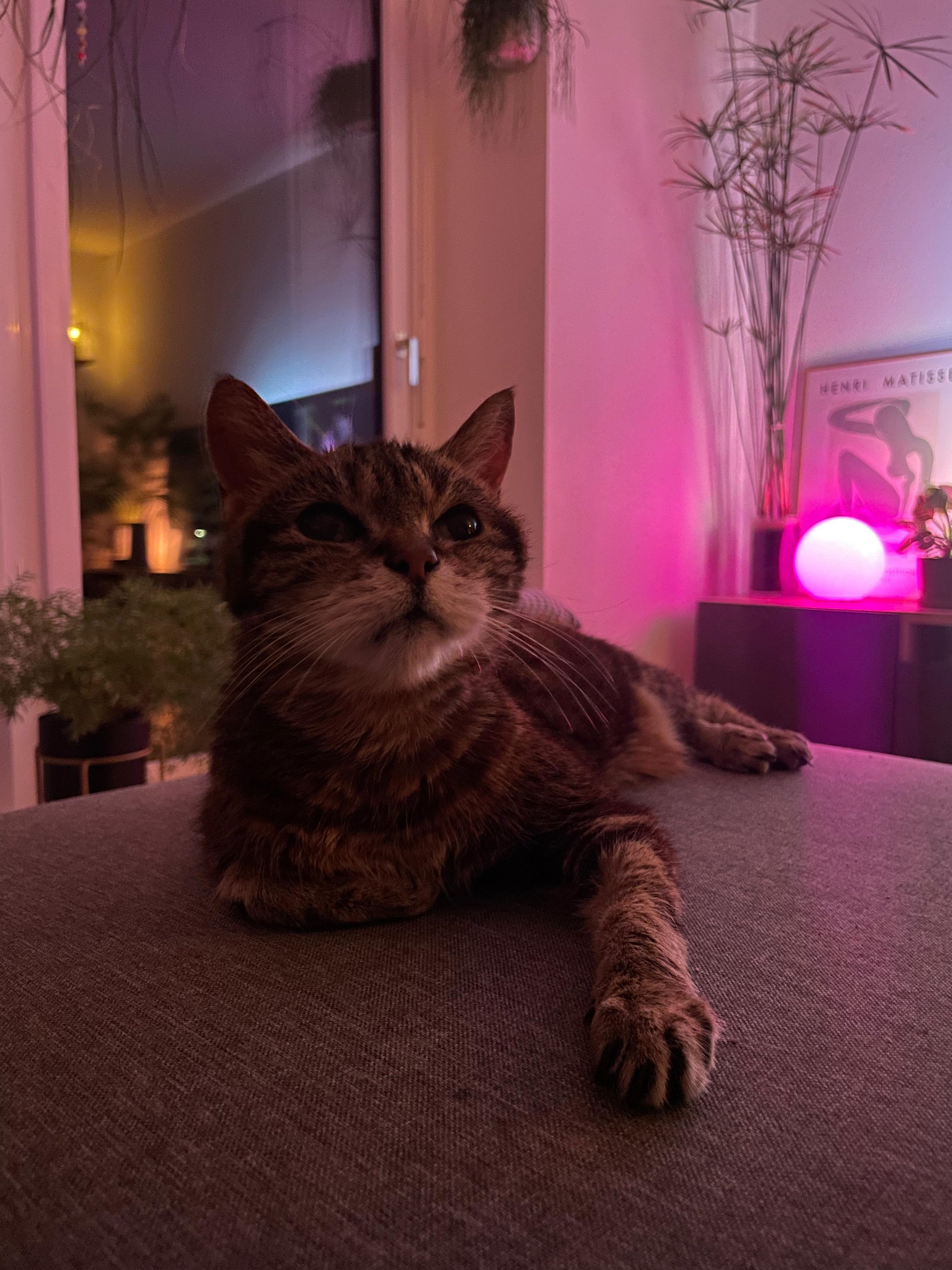 Un chat tacheté gris et marron allongé sur un canapé, dans un intérieur avec décoration moderne et lumière douce rose
