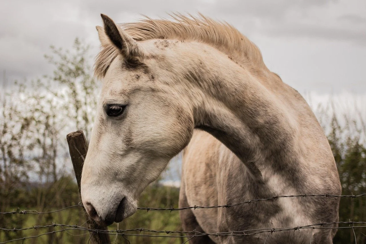 Un cheval beige regardant à gauche, derrière une barrière en fil de fer dans un paysage rural.