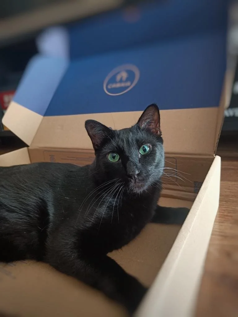 Chat noir avec yeux verts couché dans une boîte en carton bleue et beige.