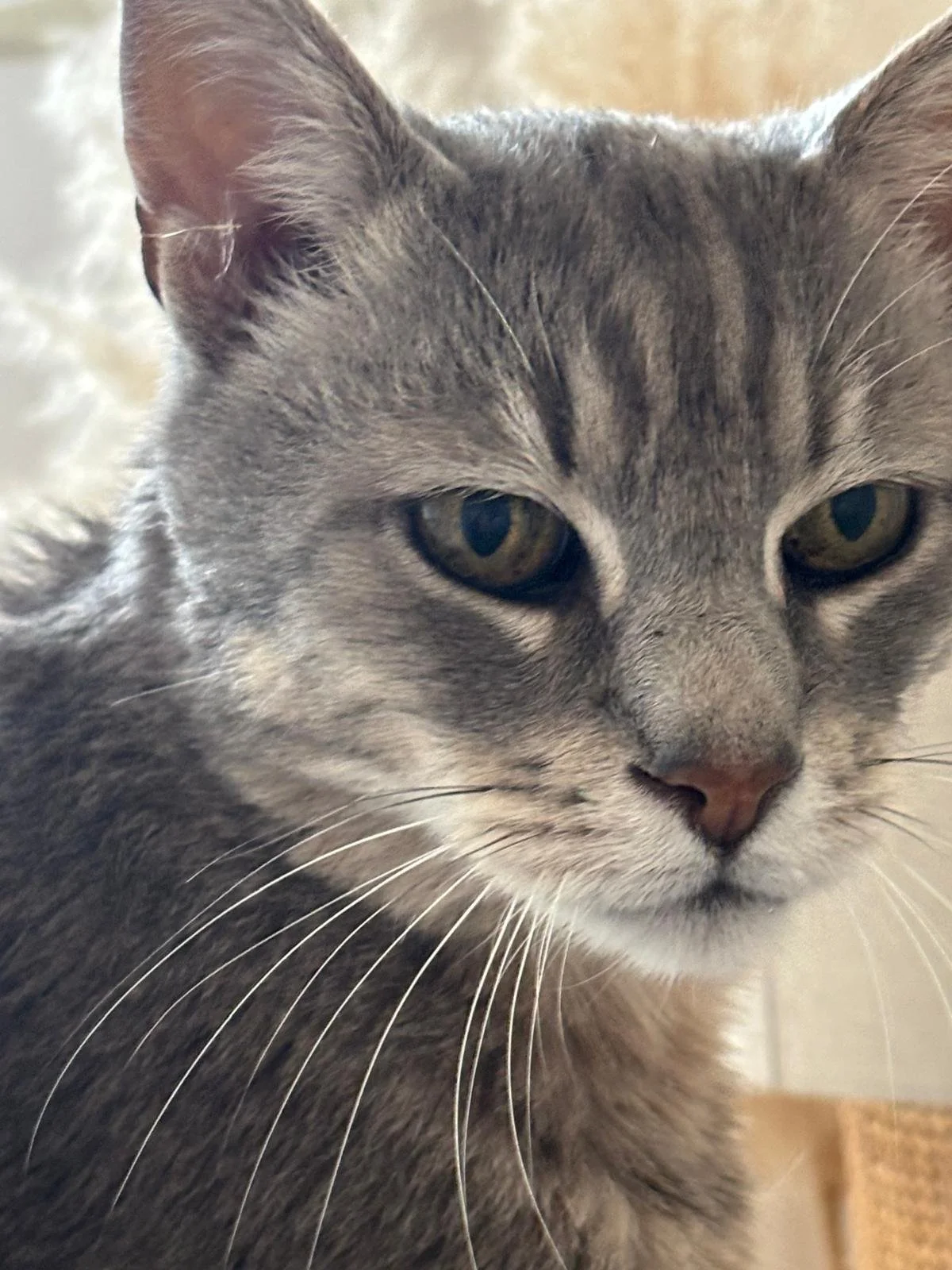 Un gros plan d'un chat gris avec des yeux verts, le visage de face, près d'une surface en laine ou en tissu