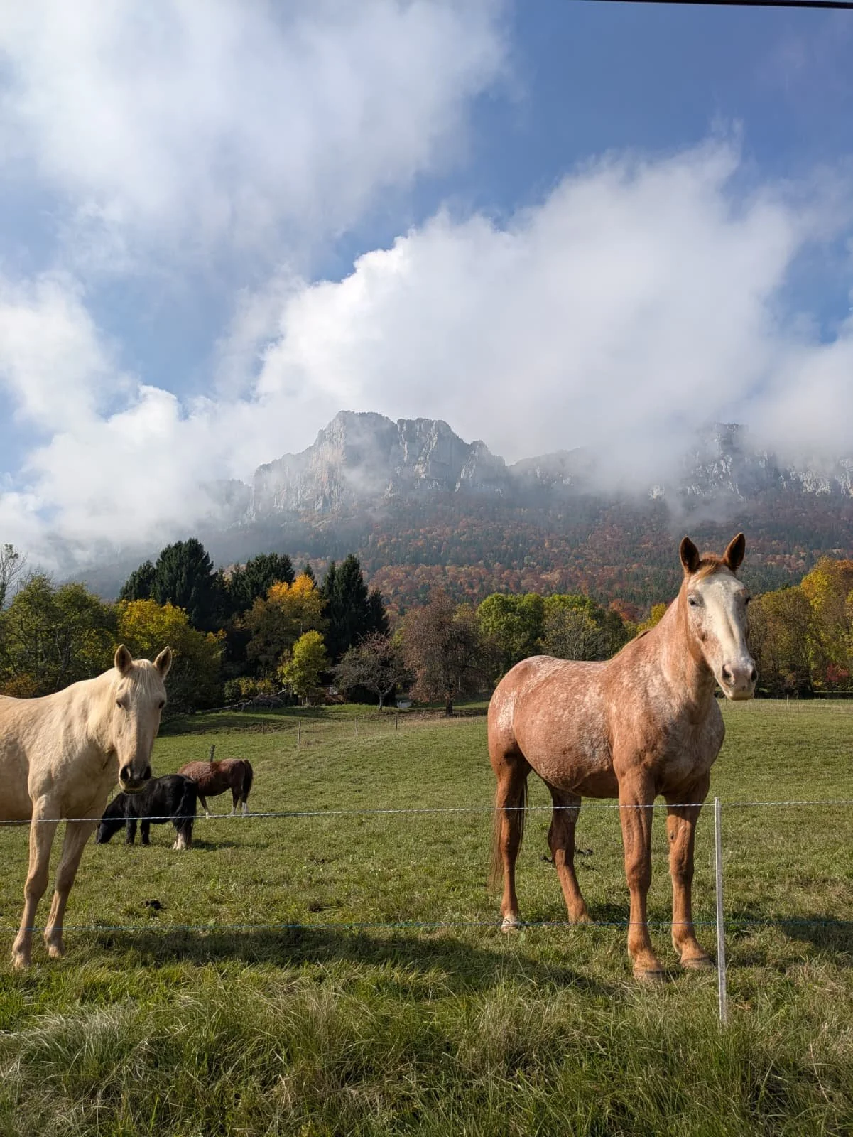 Photo de chevaux dans un champ avec des montagnes en arrière-plan et des arbres aux couleurs automnales.