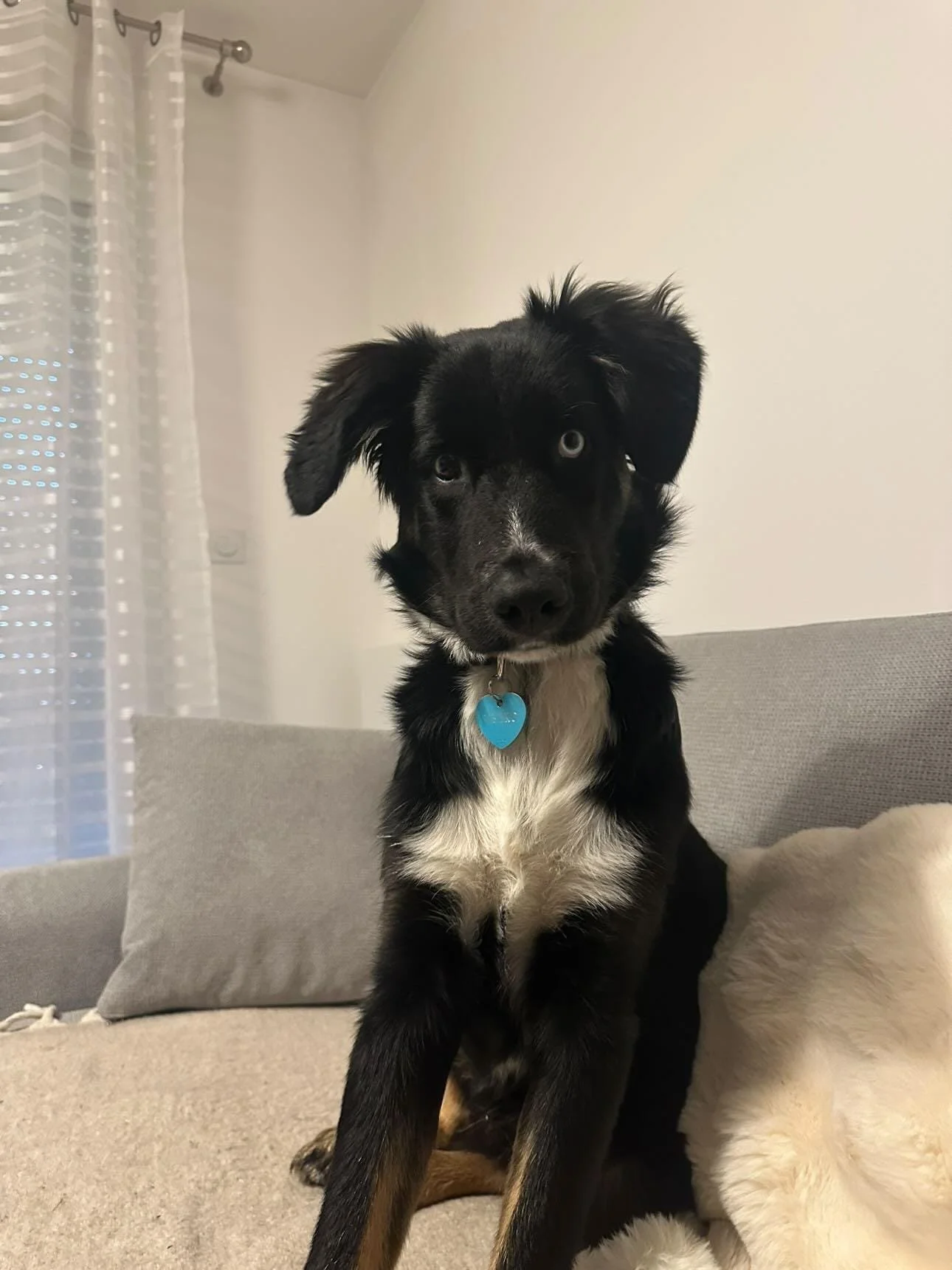 Un chiot noir et blanc avec des yeux clairs, assis sur un canapé gris dans une pièce lumineuse, portant un collier bleu en forme de cœur.