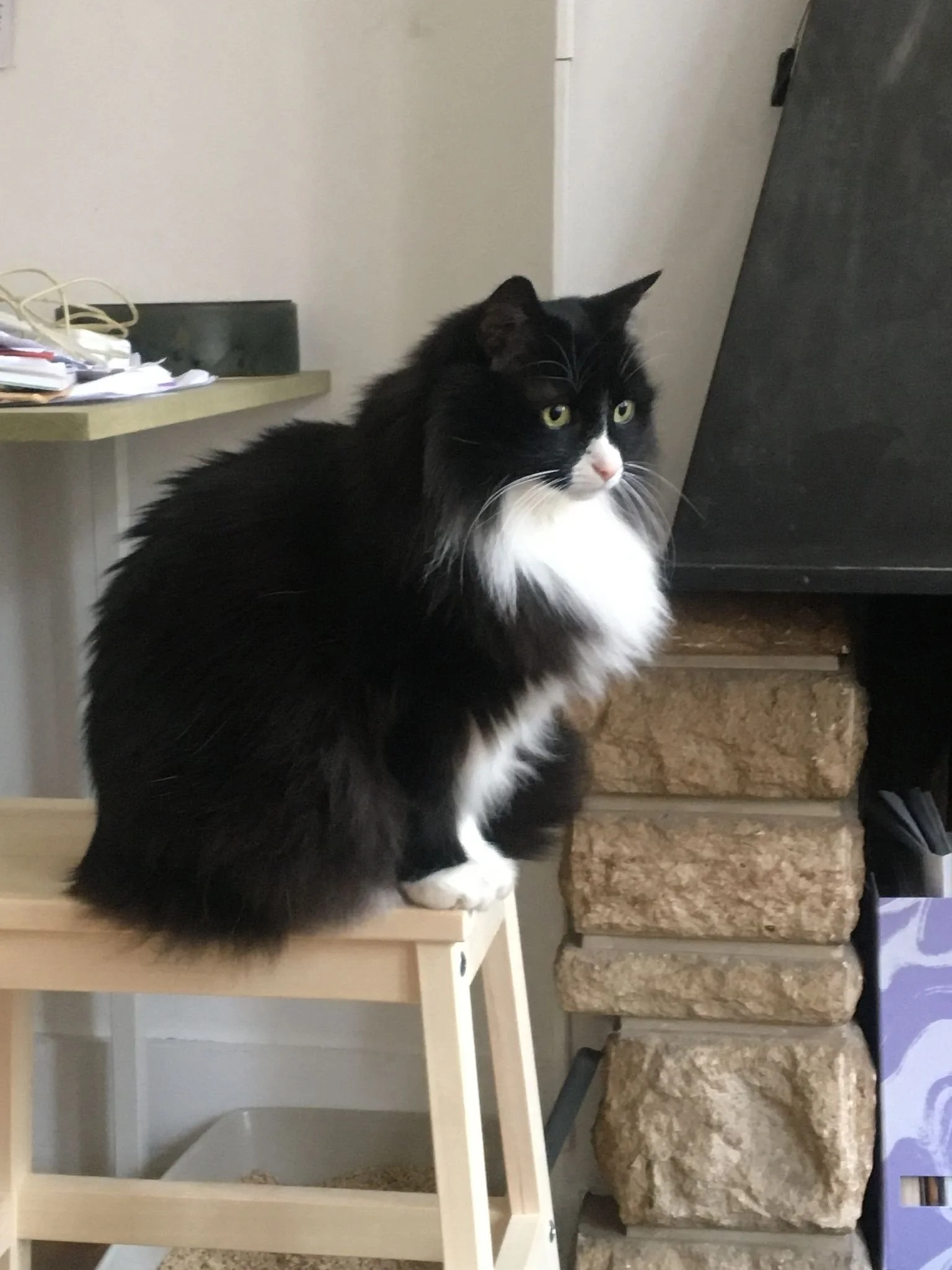 Un chat noir et blanc assis sur une petite table en bois à côté d'une cheminée en pierre.