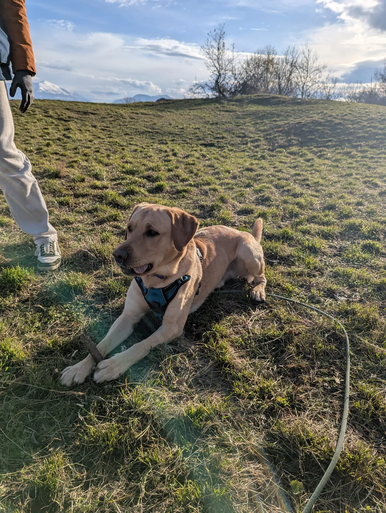 Un chien beige allongé dans l’herbe, portant un harnais bleu, dans un paysage en plein air avec un sky bleu et quelques arbres en arrière-plan.