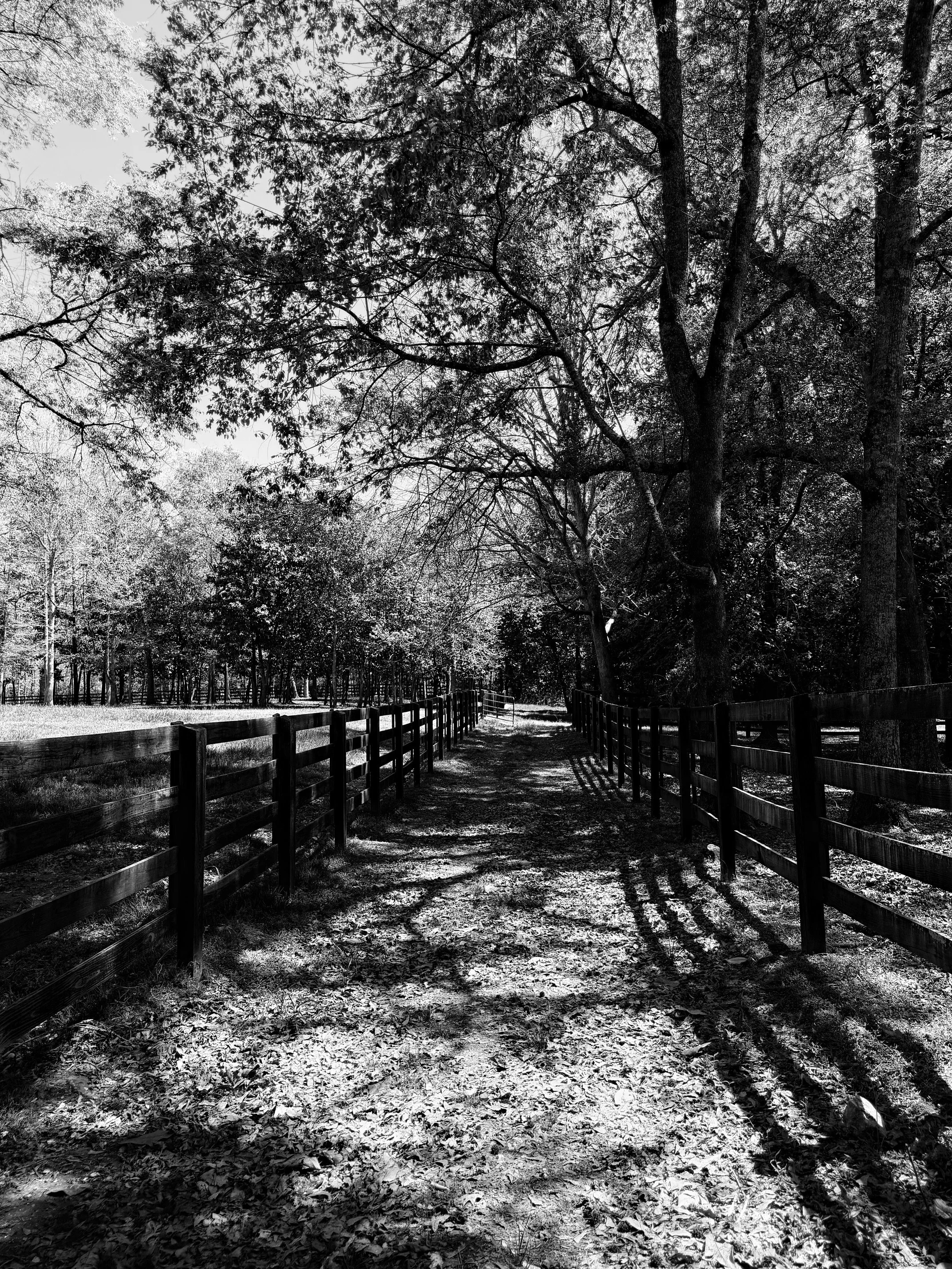 A black and white photograph of a dirt path in a wooded area, lined with a wooden fence on both sides. Tall trees with sprawling branches and leaves surround the path, with sunlight filtering through.