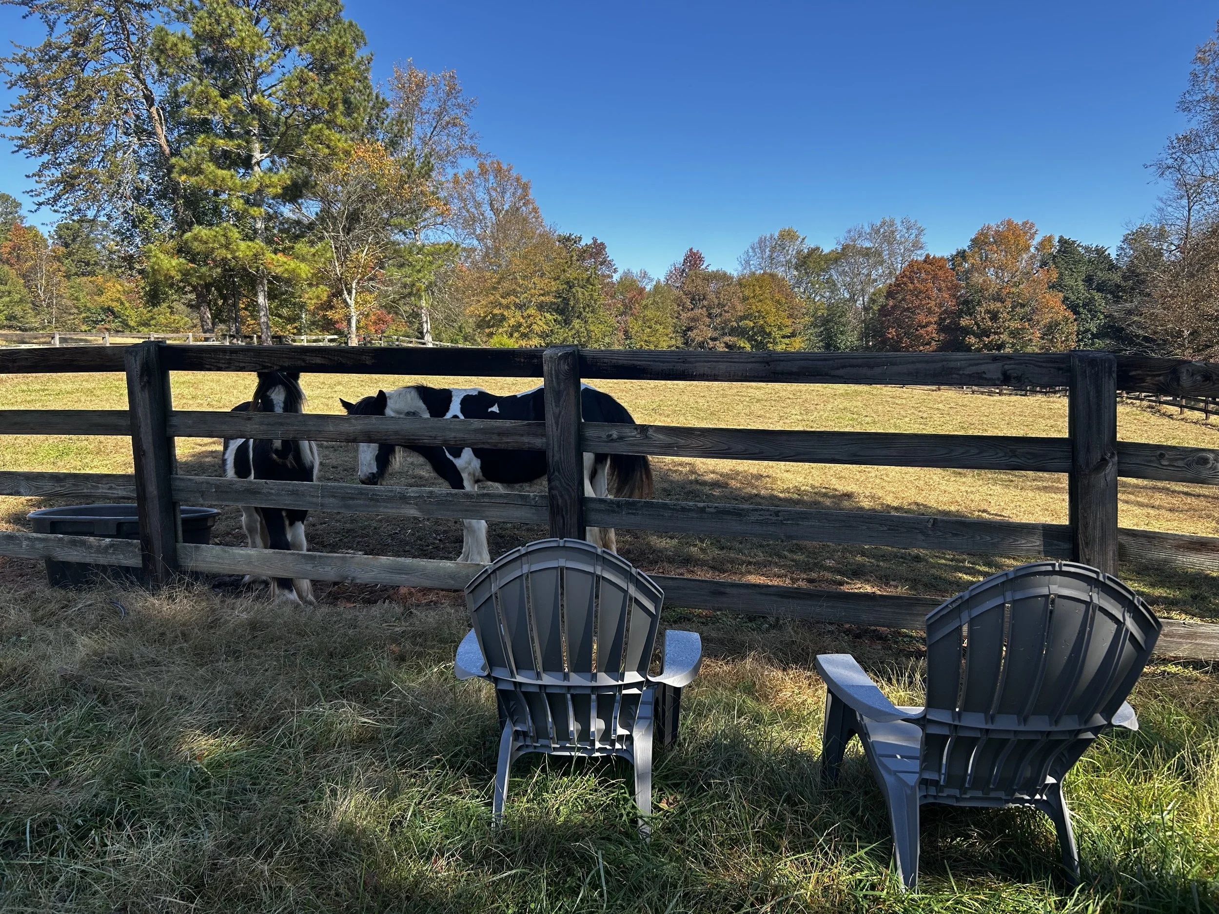 A black and white horse standing behind a wooden fence in a grassy area under a clear blue sky, surrounded by trees with autumn colors.