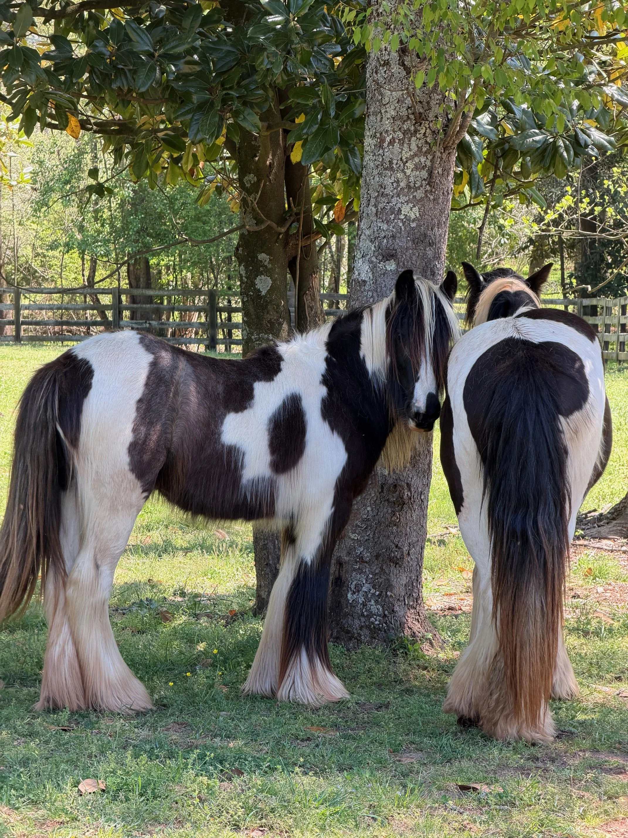Two black and white horses with long manes standing on grass near a tree with a wooden fence in the background.