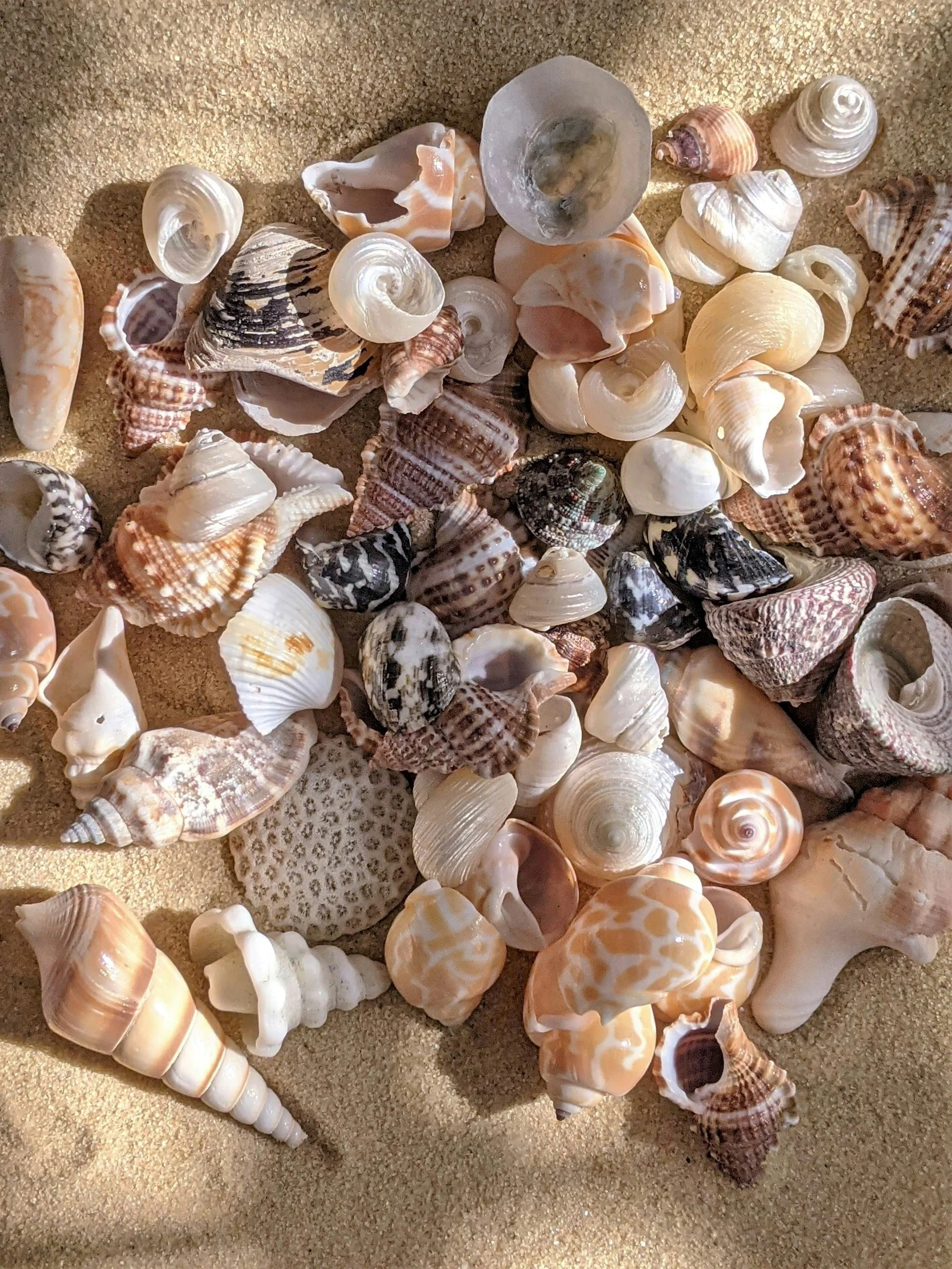 Shell Collage Frame