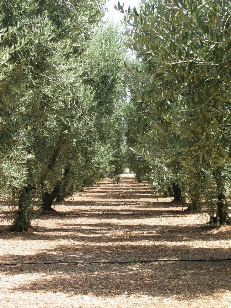 masseria san domenico, puglia   ©mirella zolli.jpg