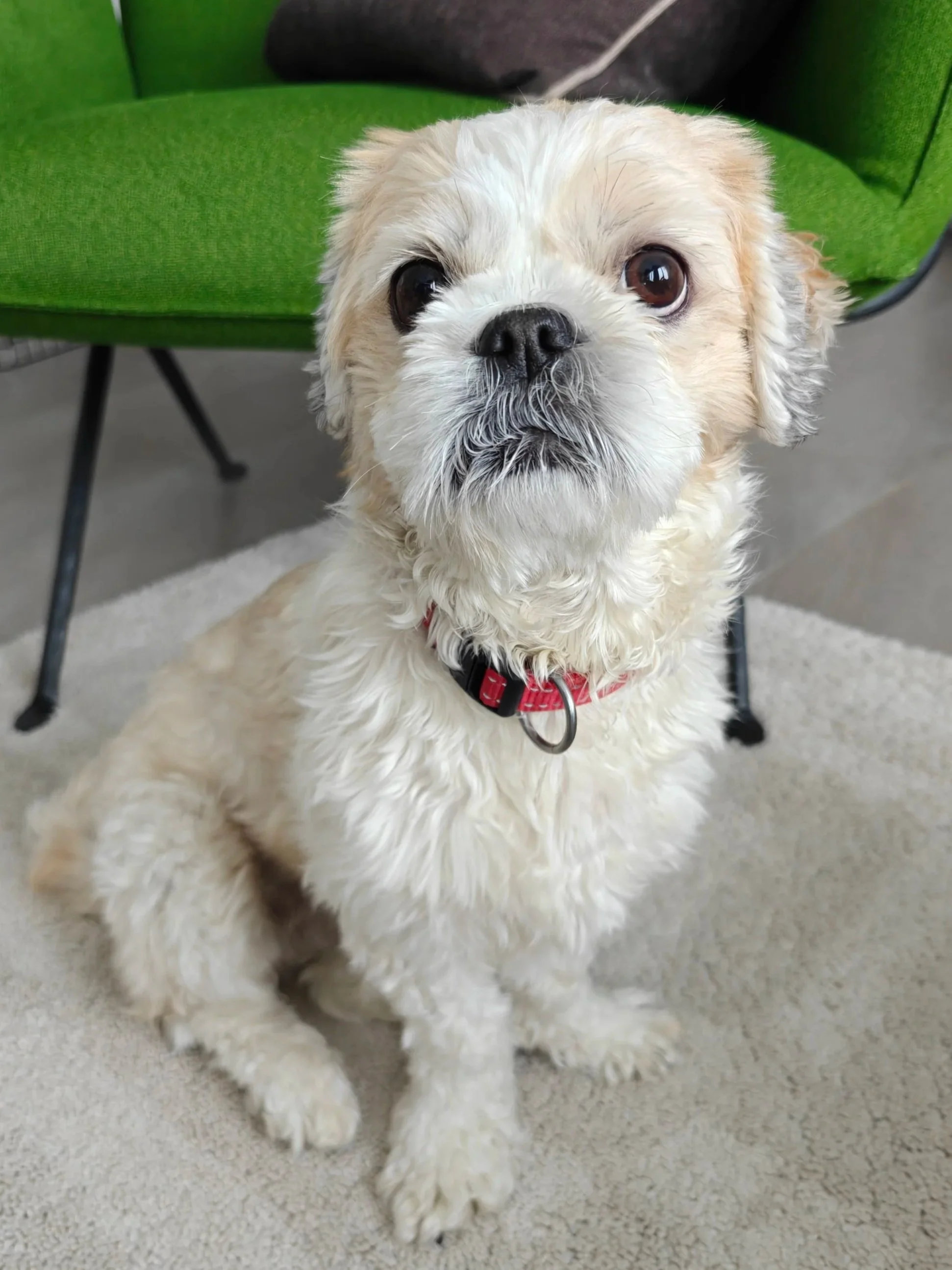 Ein Hund mit weißem, lockigem Fell sitzt auf einem Teppich vor einem grünen Stuhl.