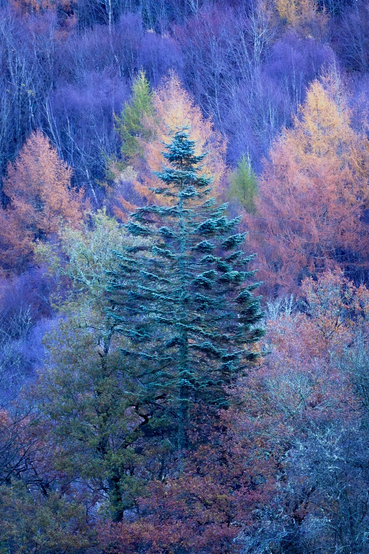 20251110 - _DSC9468Yvonne Jevons-Edit-2.jpg