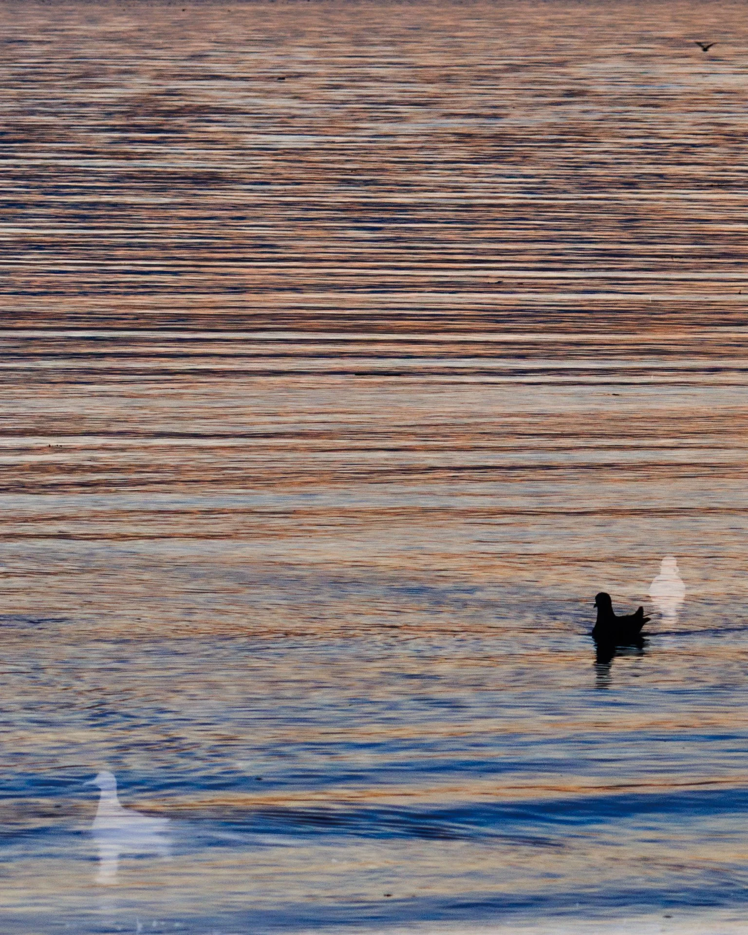 20250131 - 0M1A0948Yvonne Jevons-Edit.jpg