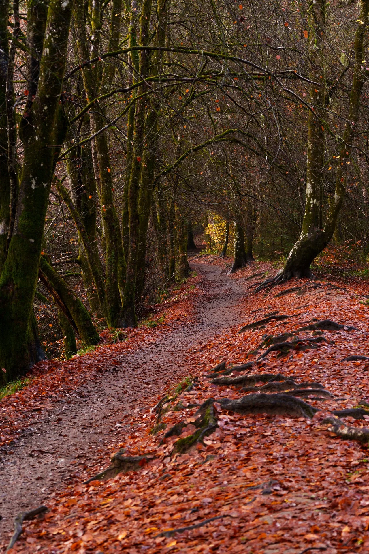 20251110 - _DSC9478Yvonne Jevons.jpg