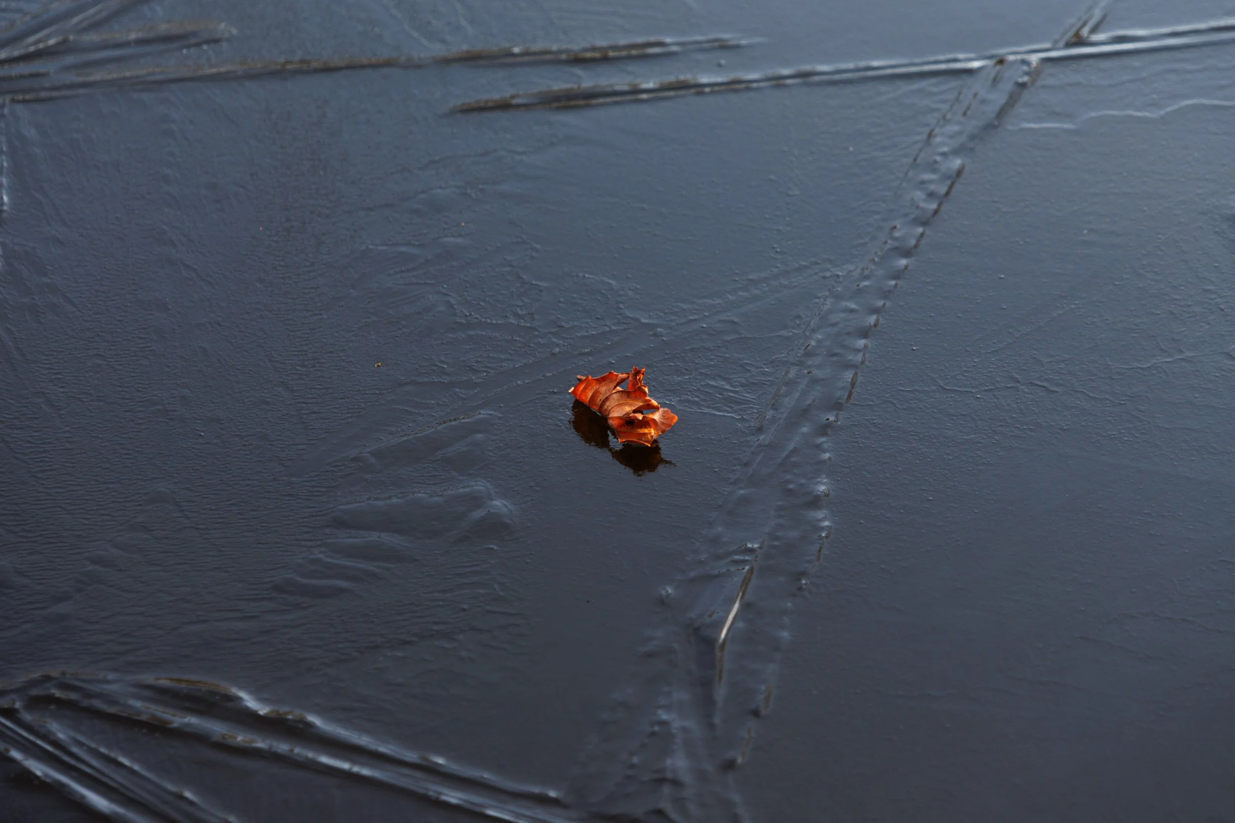 20250109 - 0M1A0698Yvonne Jevons.jpg