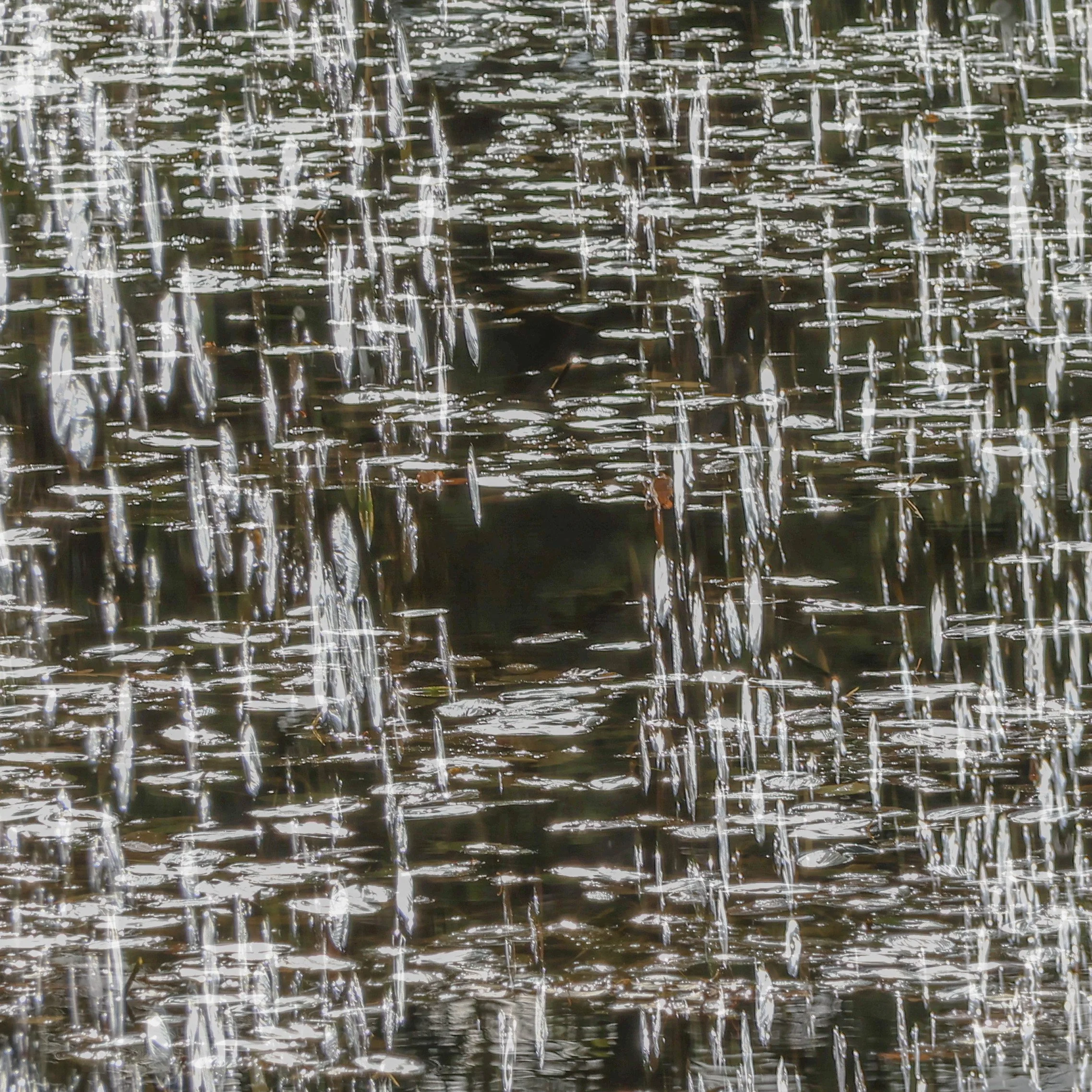 20240925 - 0M1A9969Yvonne Jevons.jpg