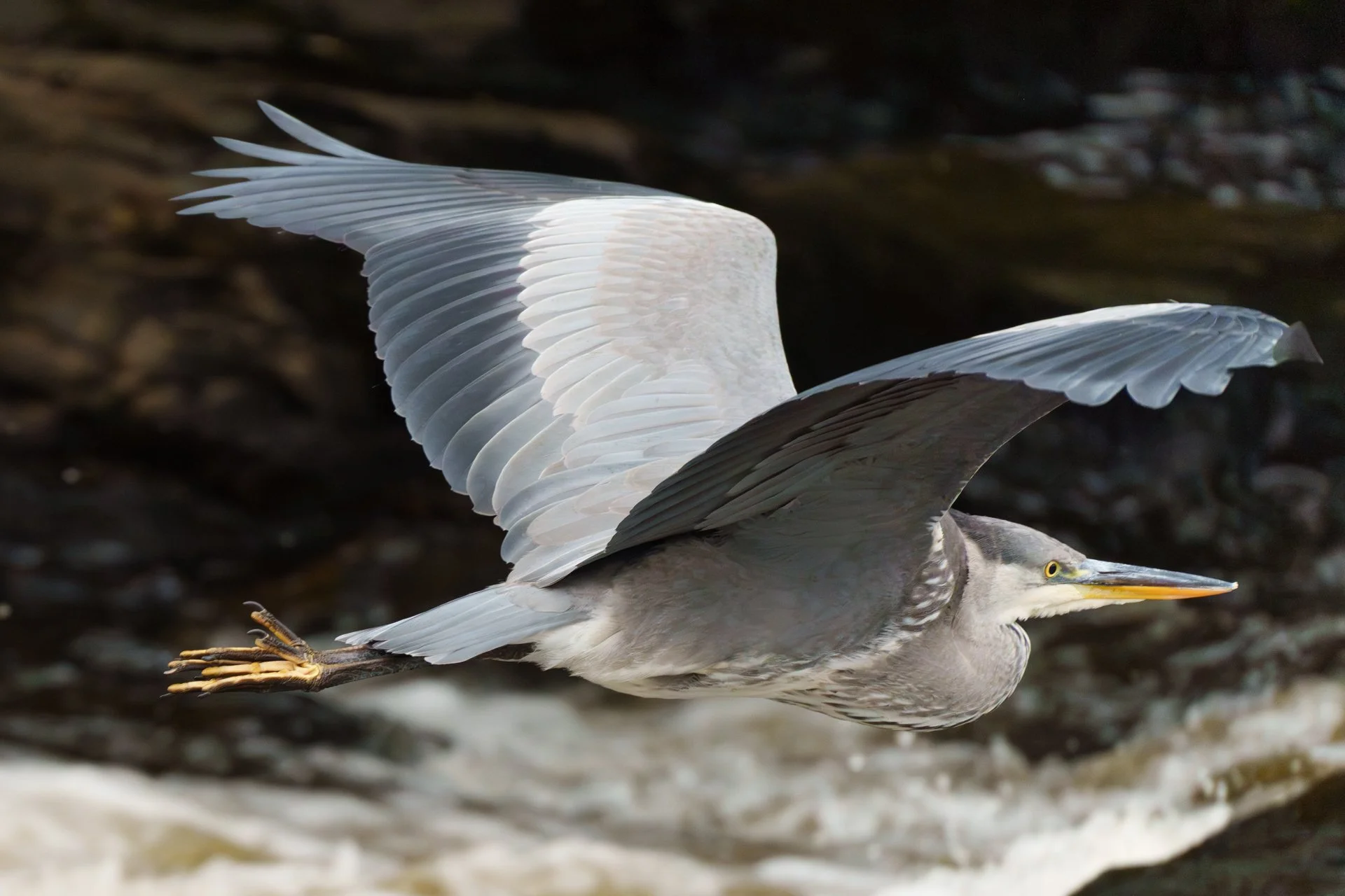 20250924 - _DSC8565Yvonne Jevons.jpg