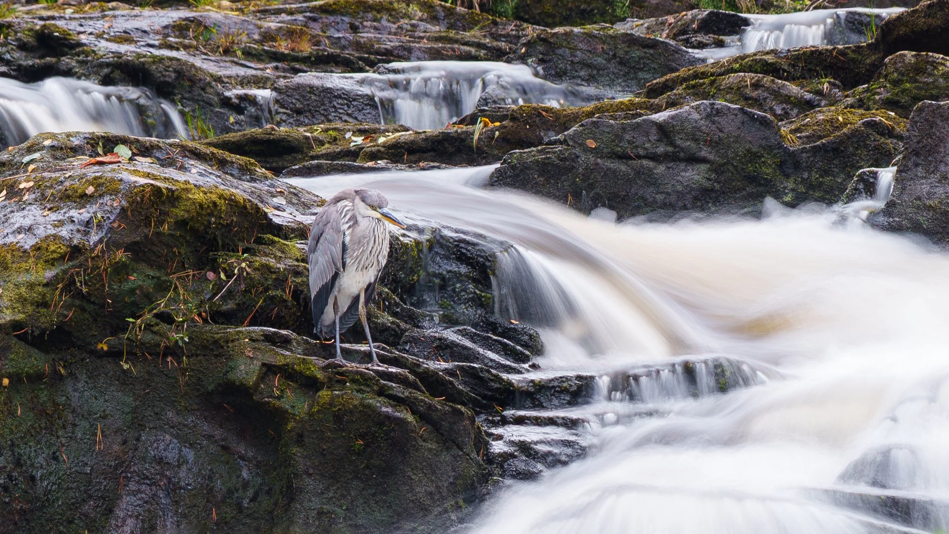 20250924 - _DSC8588Yvonne Jevons-2.jpg