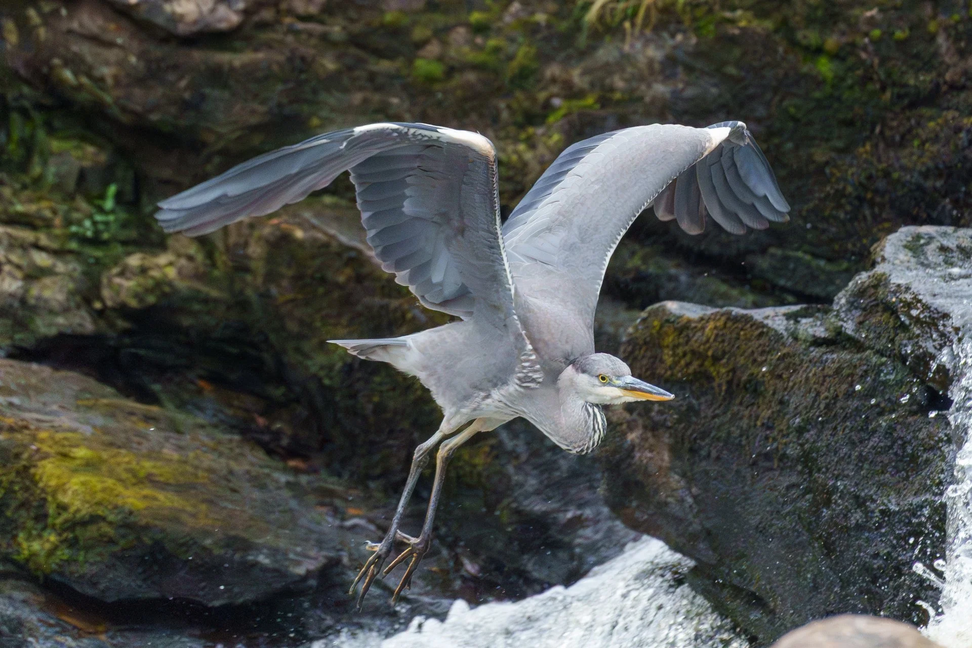 20250924 - _DSC8557Yvonne Jevons.jpg