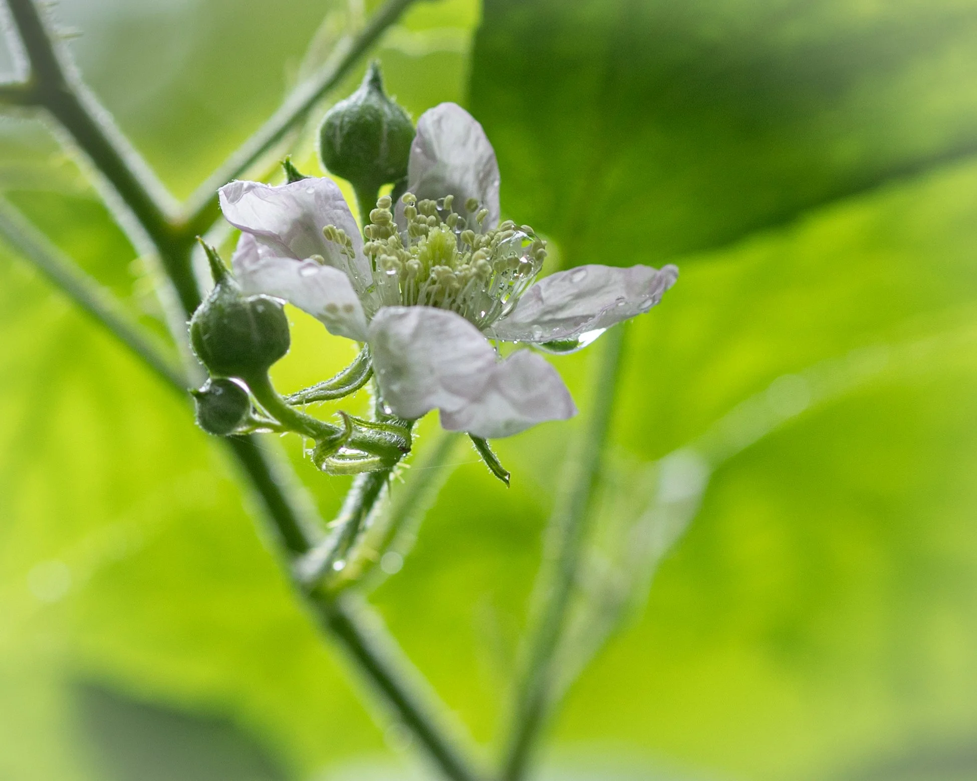 20240716 - KI0A9493Yvonne Jevons.jpg