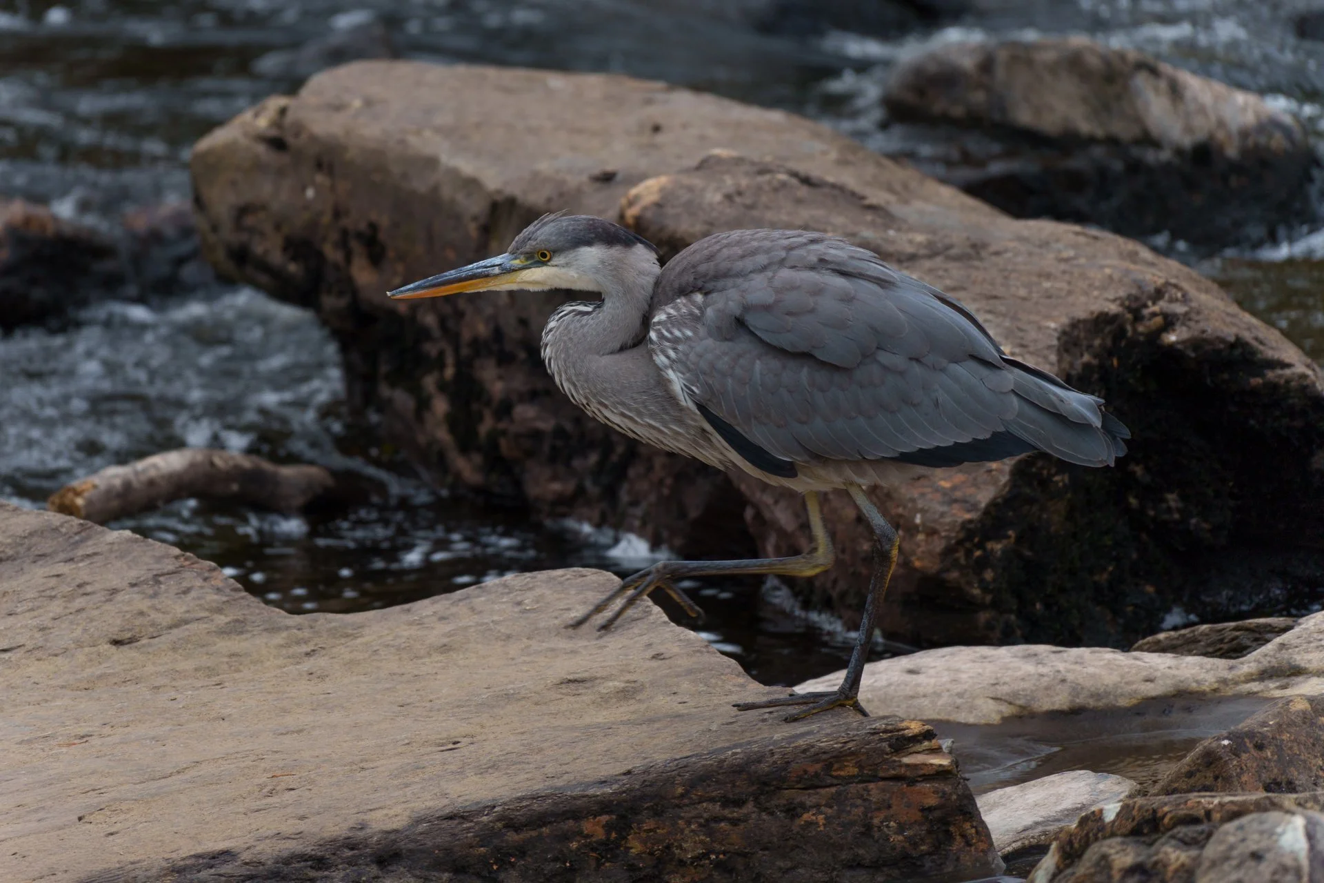 20250924 - _DSC8322Yvonne Jevons.jpg
