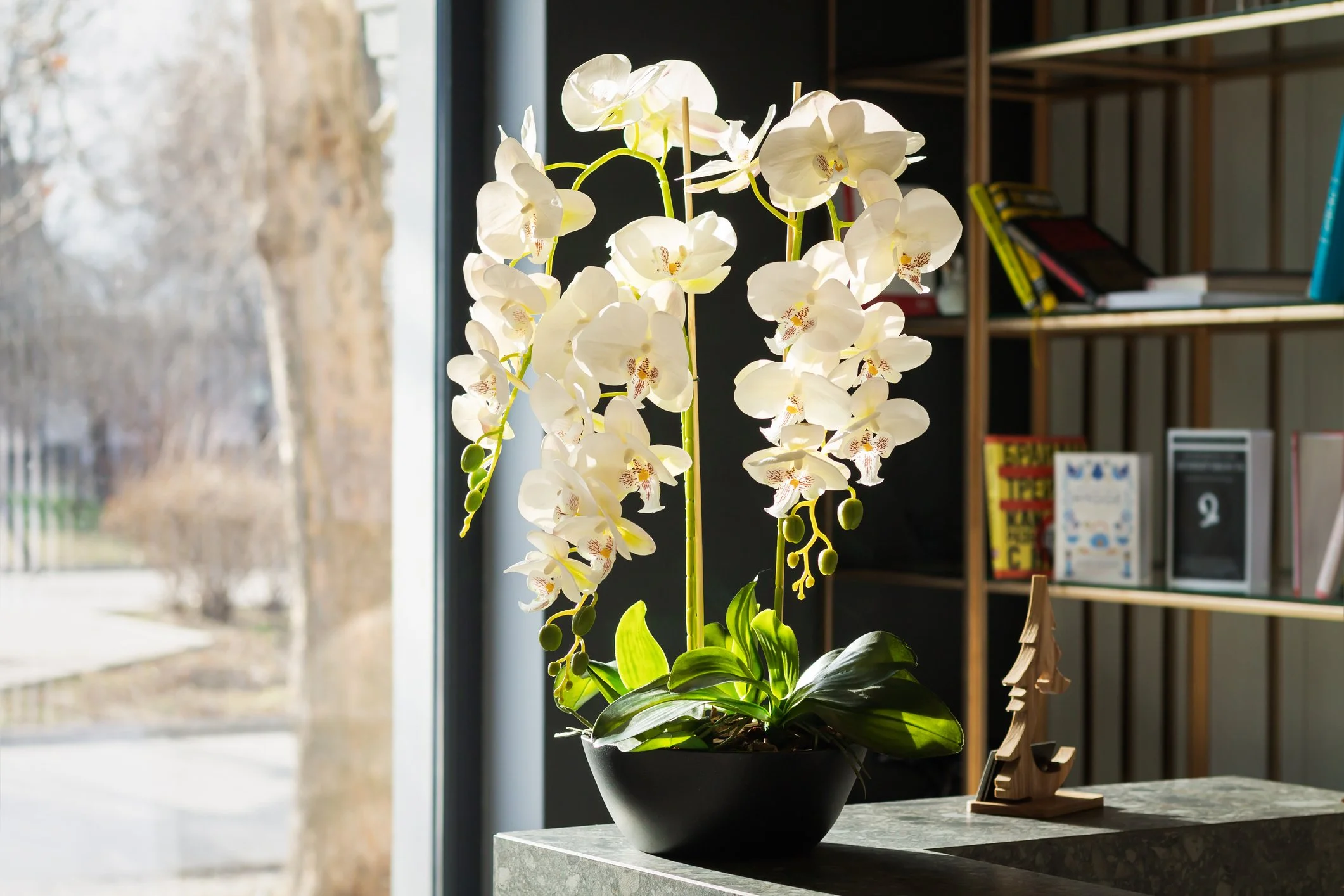 White orchid arrangement on bookshelf in luxury home interior
