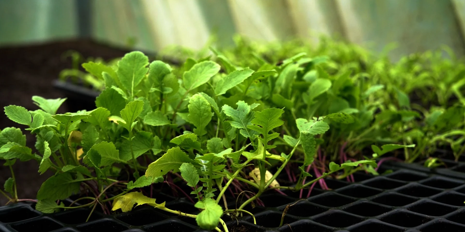 The Land Here Holds Such Weight.00_01_36_18.Still022.jpg